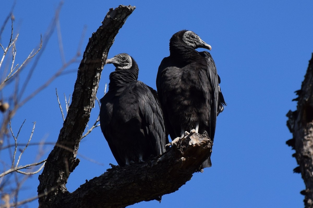 Black Vulture - ML180471541