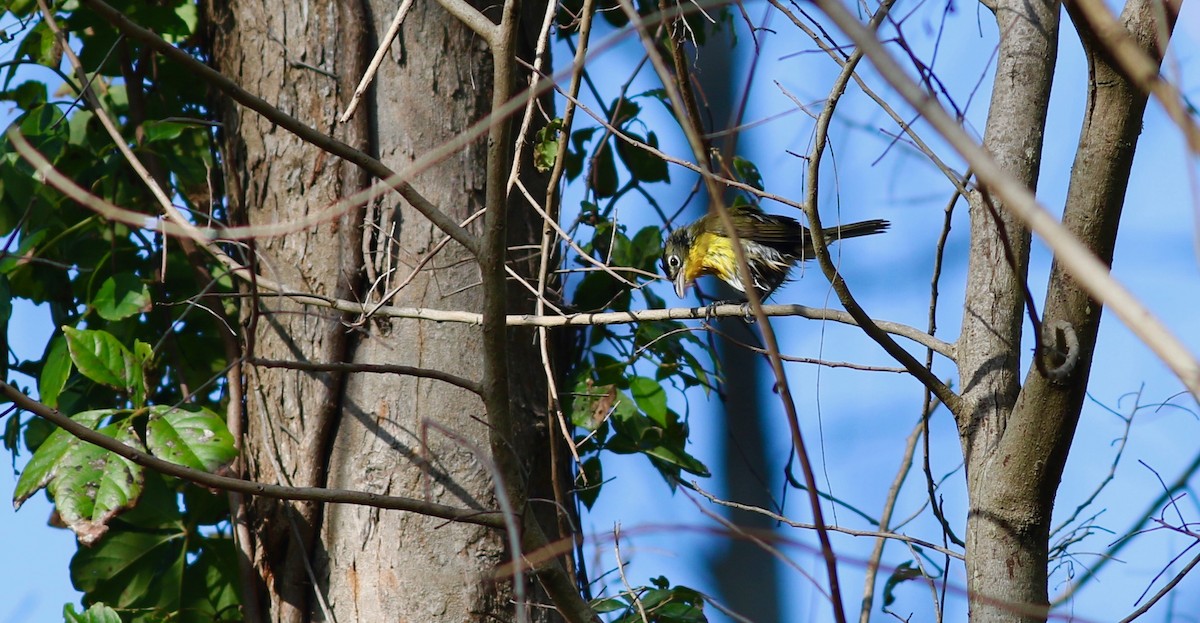 Yellow-breasted Chat - ML180471751