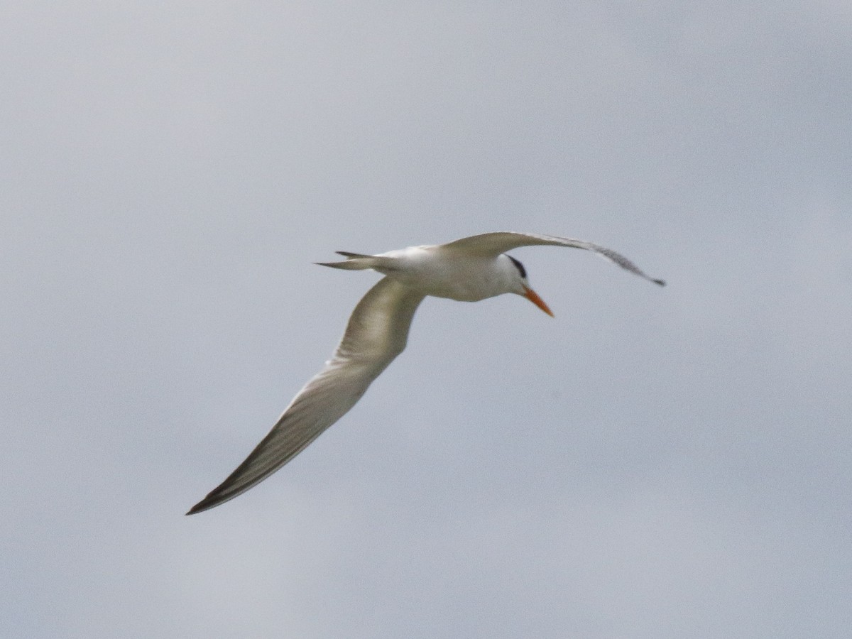 Royal Tern - Tom Younkin