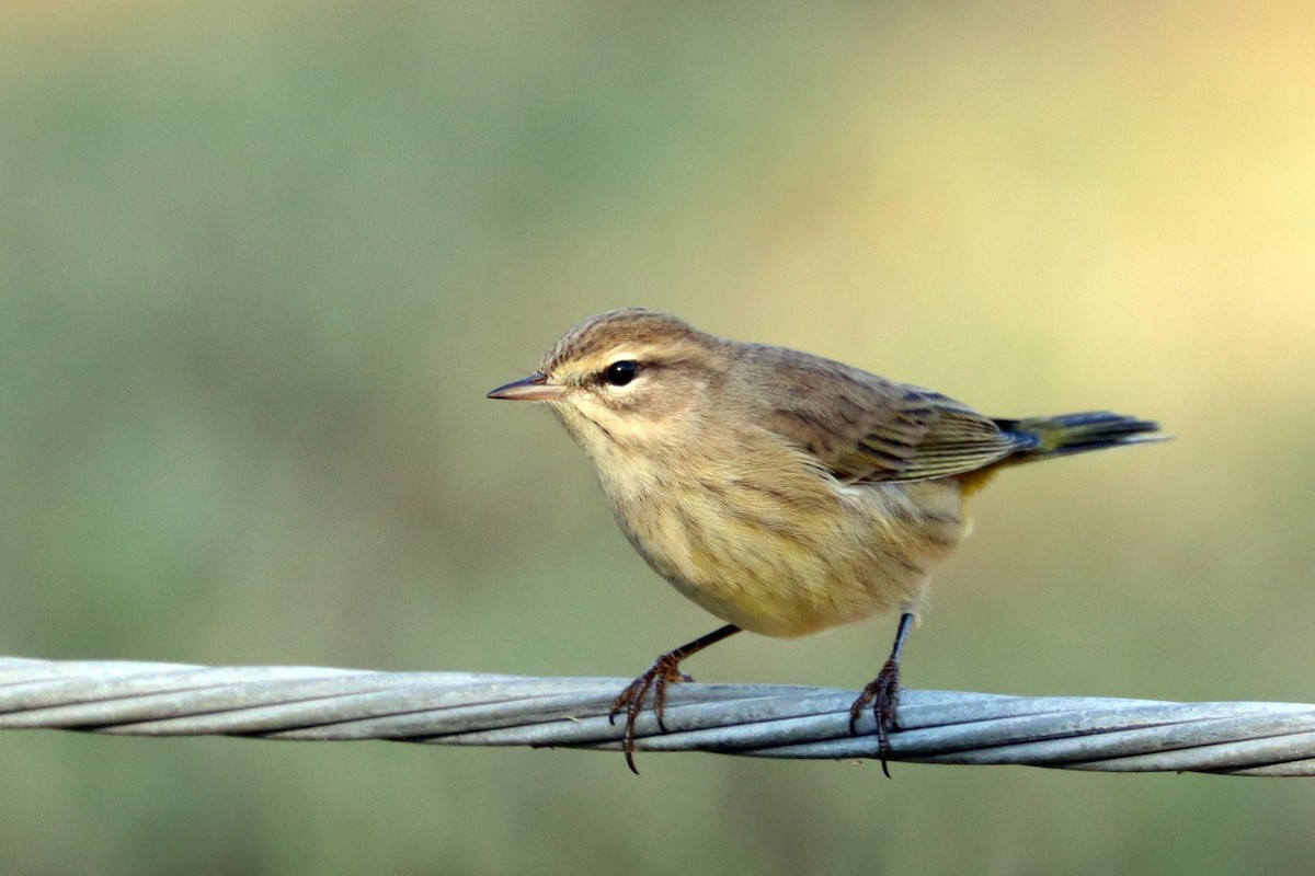Palm Warbler - Colin Sumrall