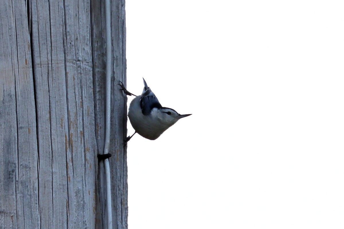 White-breasted Nuthatch - Colin Sumrall