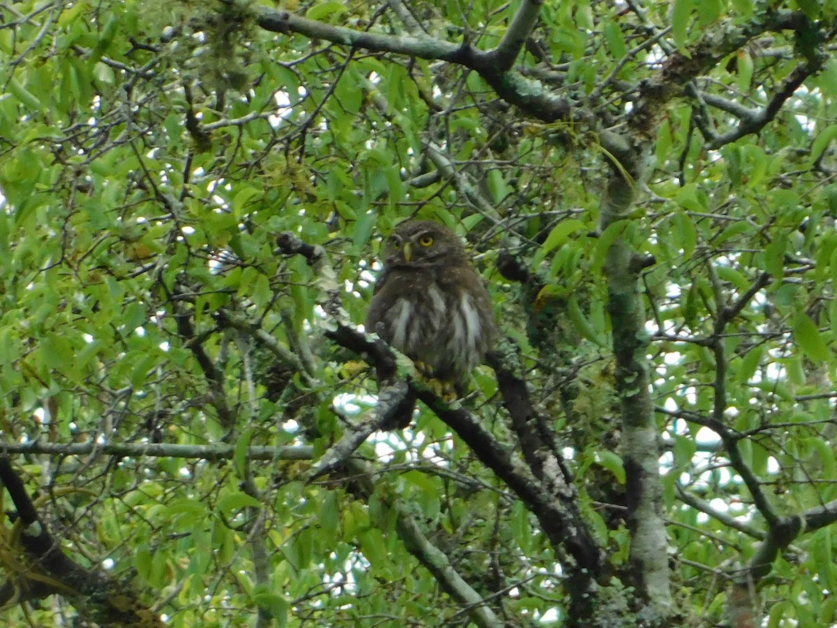 Ferruginous Pygmy-Owl - ML180474931
