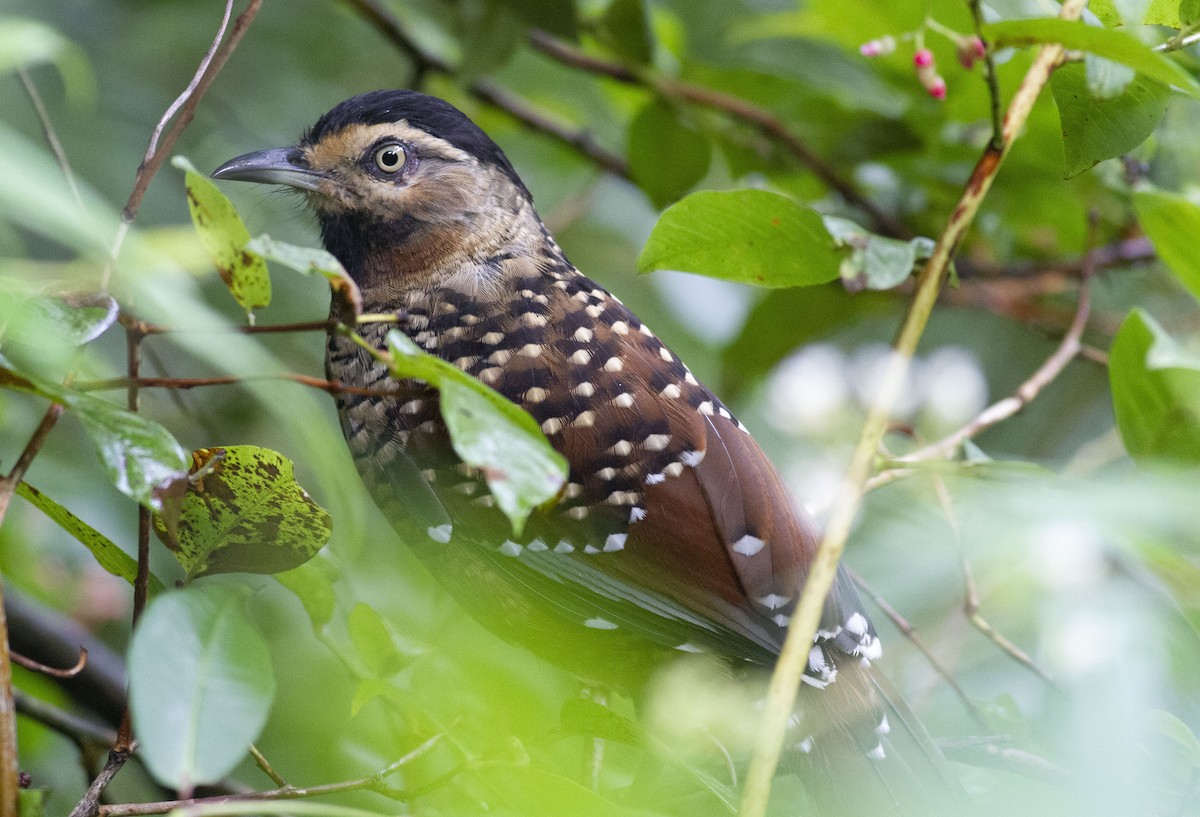 Spotted Laughingthrush - ML180476031