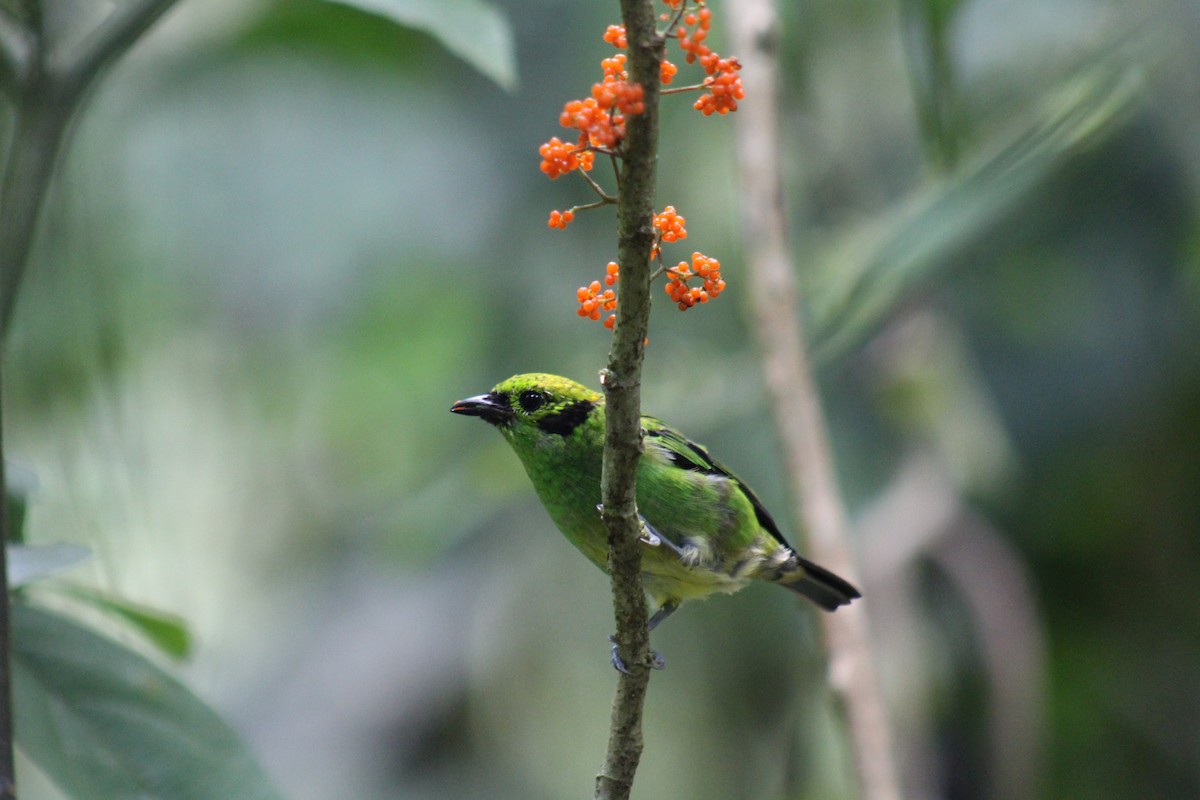 Emerald Tanager - ML180483061