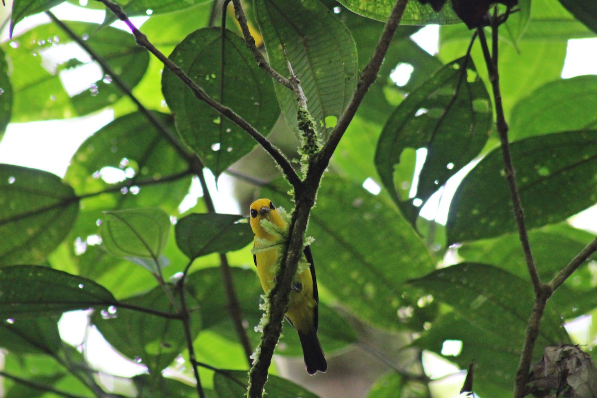 Black-and-yellow Tanager - ML180490061
