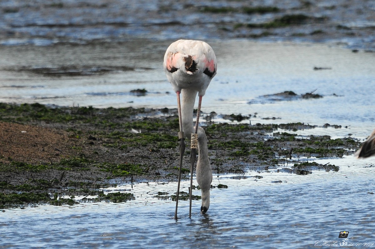 Greater Flamingo - ML180491141