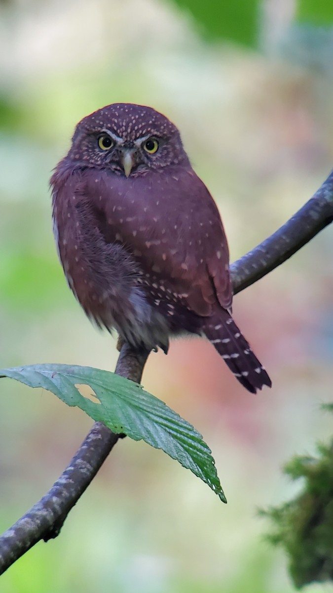 Northern Pygmy-Owl - ML180492471