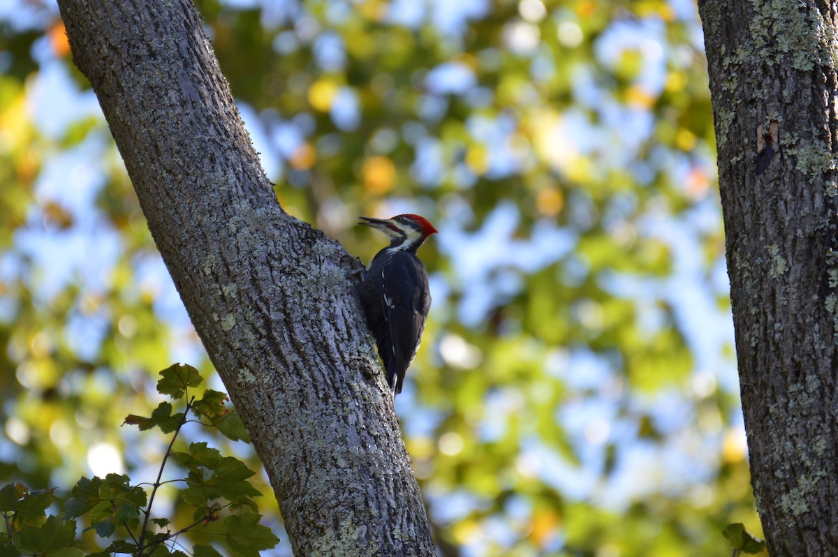 Pileated Woodpecker - Richard Chmielecki