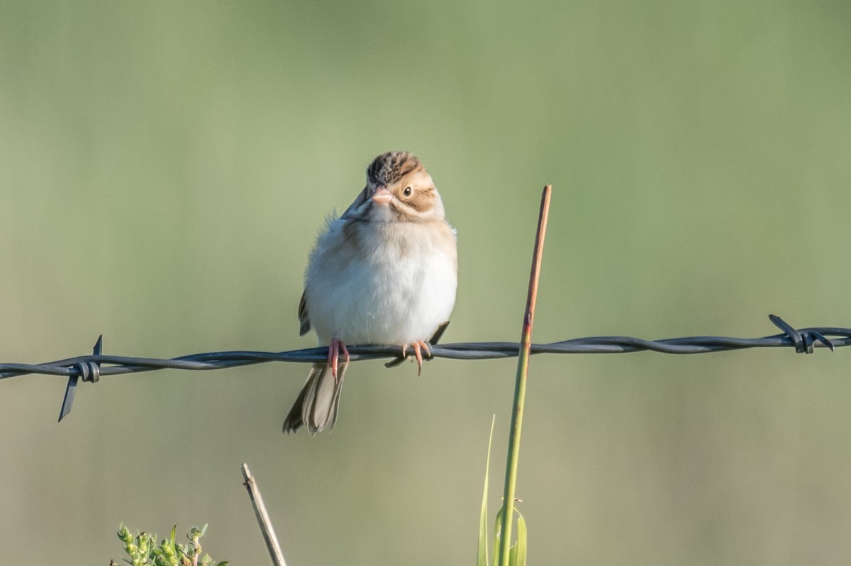 Clay-colored Sparrow - Rod Goodwin