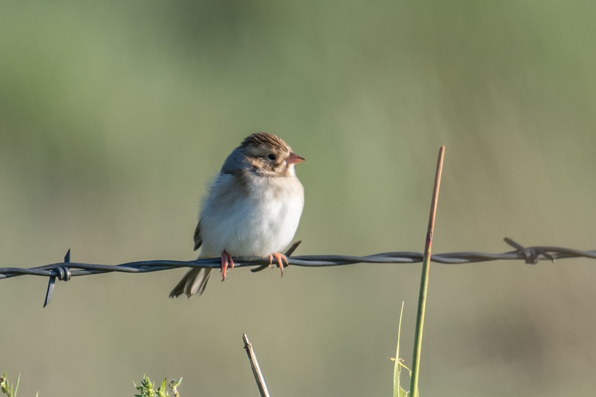 Clay-colored Sparrow - Rod Goodwin