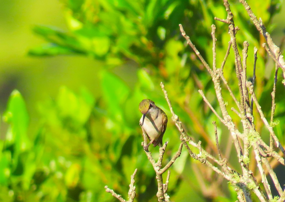 Ruby-throated Hummingbird - ML180495801