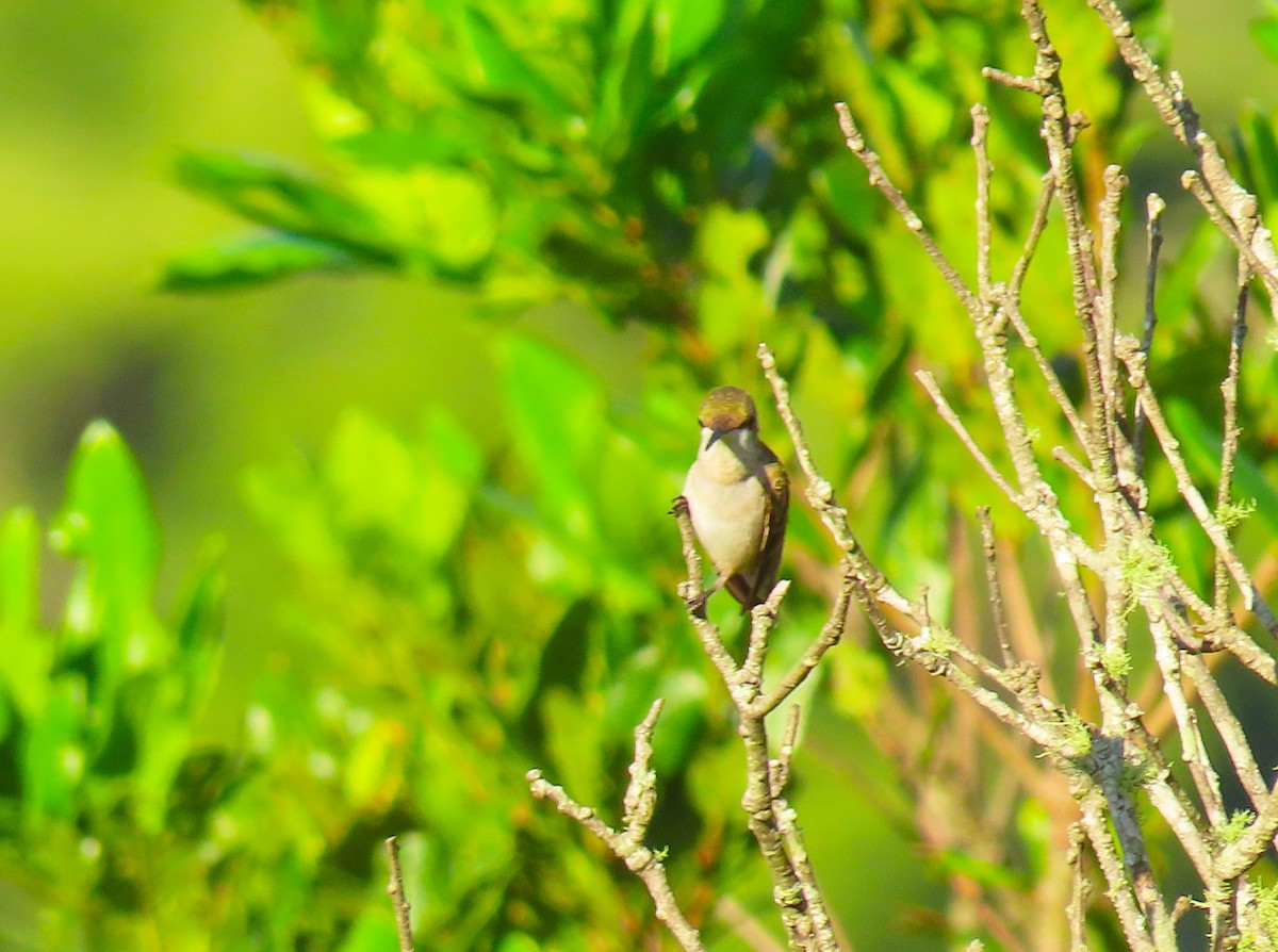 Ruby-throated Hummingbird - ML180495821