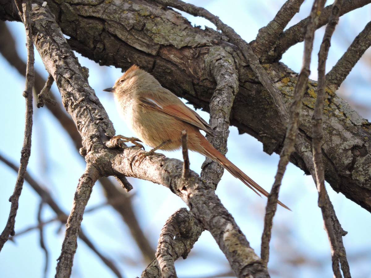 Brown-capped Tit-Spinetail - samuel olivieri bornand