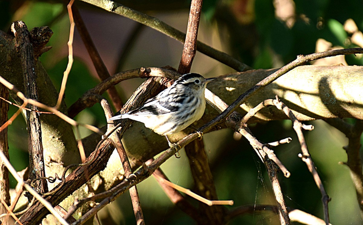 Black-and-white Warbler - ML180498581