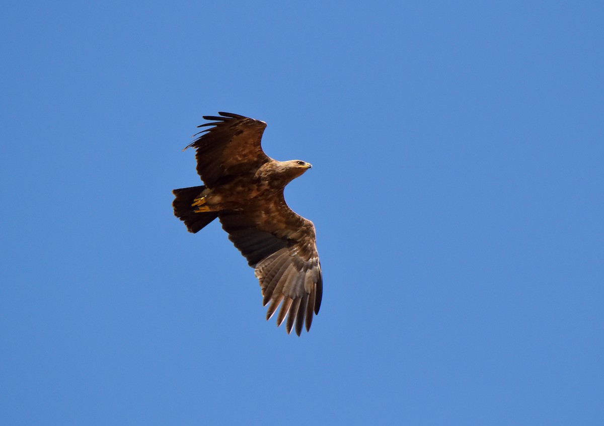 Lesser Spotted Eagle - ML180502391