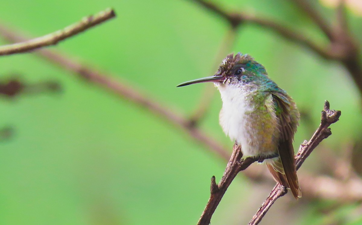 Azure-crowned Hummingbird - ML180502641