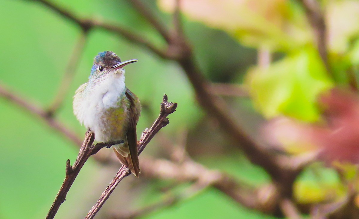 Azure-crowned Hummingbird - ML180502651