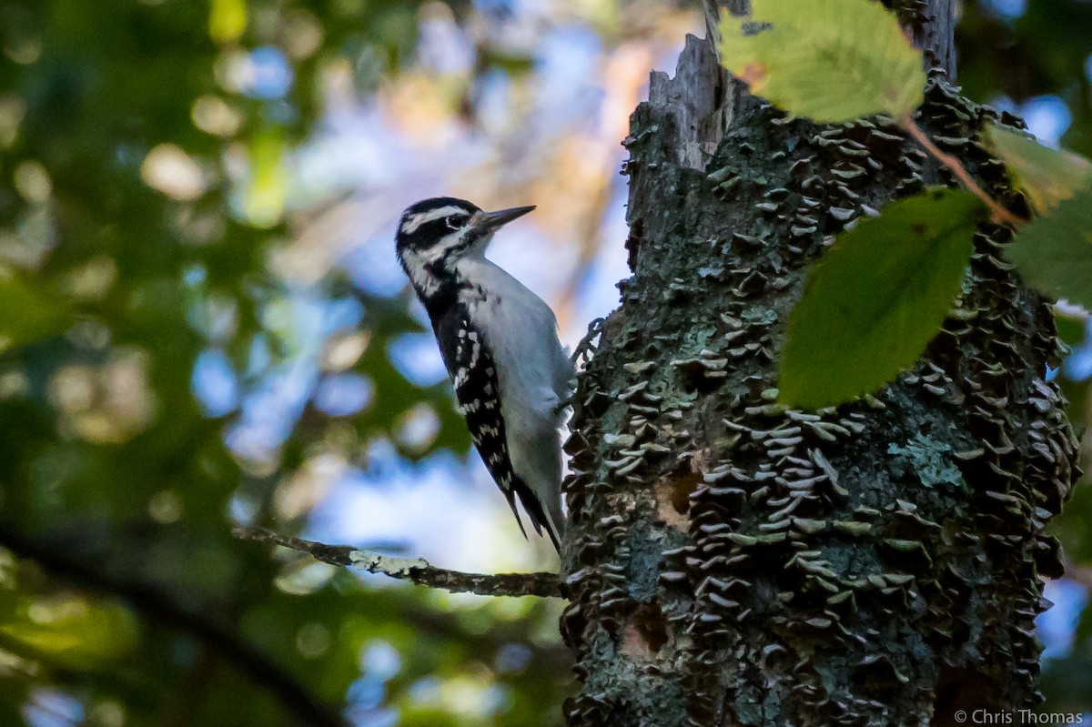 Hairy Woodpecker - Chris Thomas