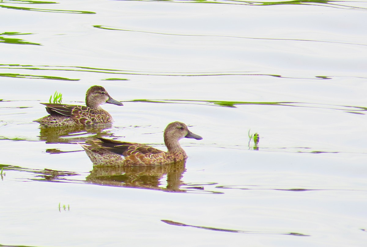 Blue-winged Teal - ML180509351