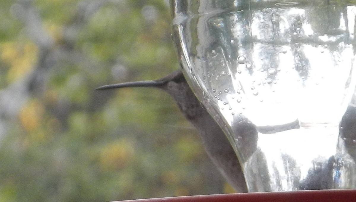 Anna's Hummingbird - ML180509871