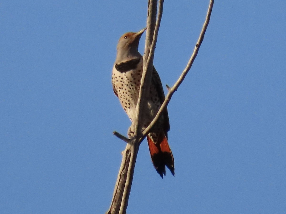 Northern Flicker (Red-shafted) - Diane Roberts