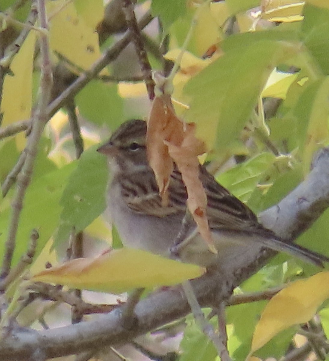 Chipping Sparrow - ML180510601