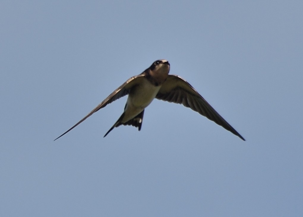 Barn Swallow - ML180511171