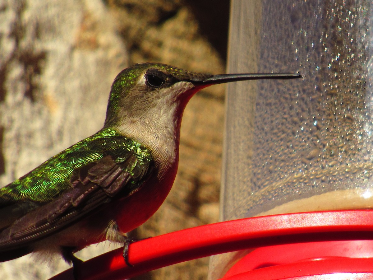 Ruby-throated Hummingbird - Caleb Helsel