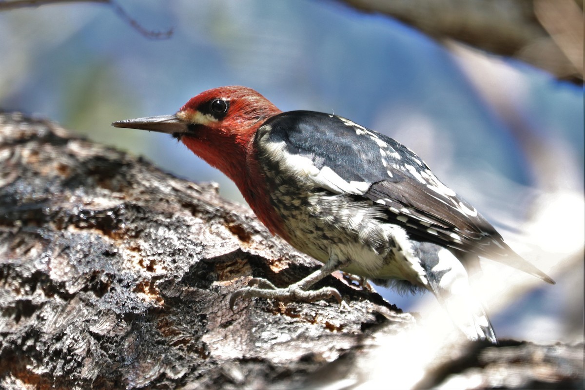 Red-breasted Sapsucker - Chuck Gates