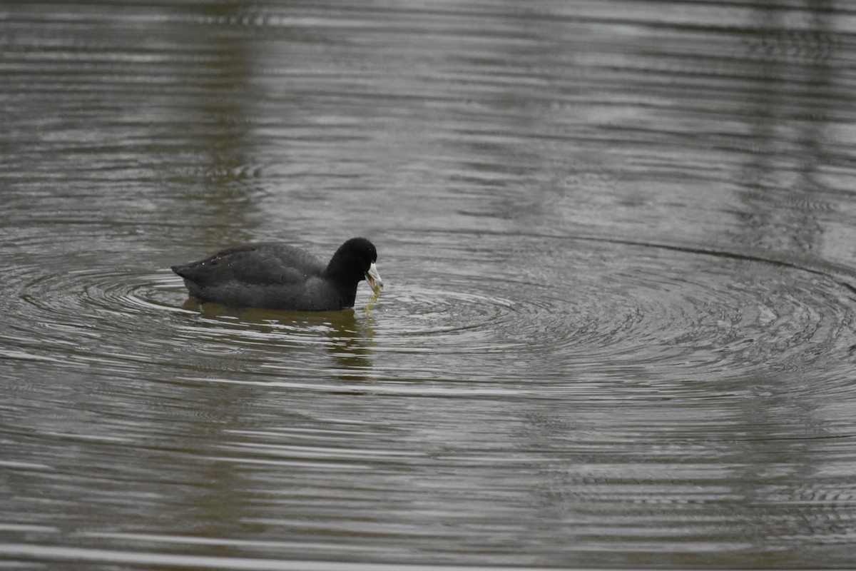 American Coot - Dean Turley