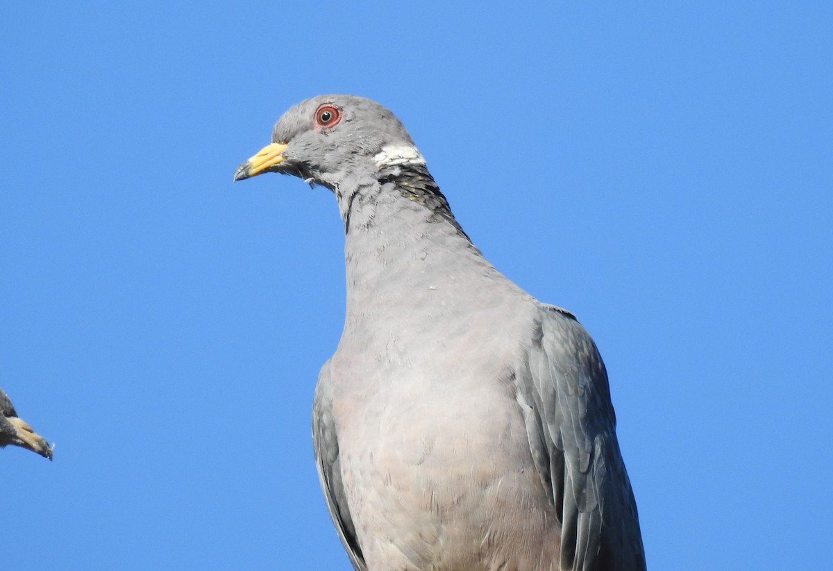 Band-tailed Pigeon - Greg Cross