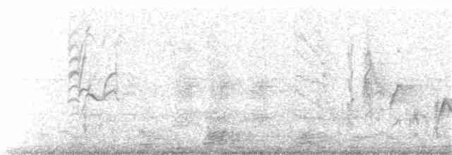 Eufonia Violácea - ML180518561