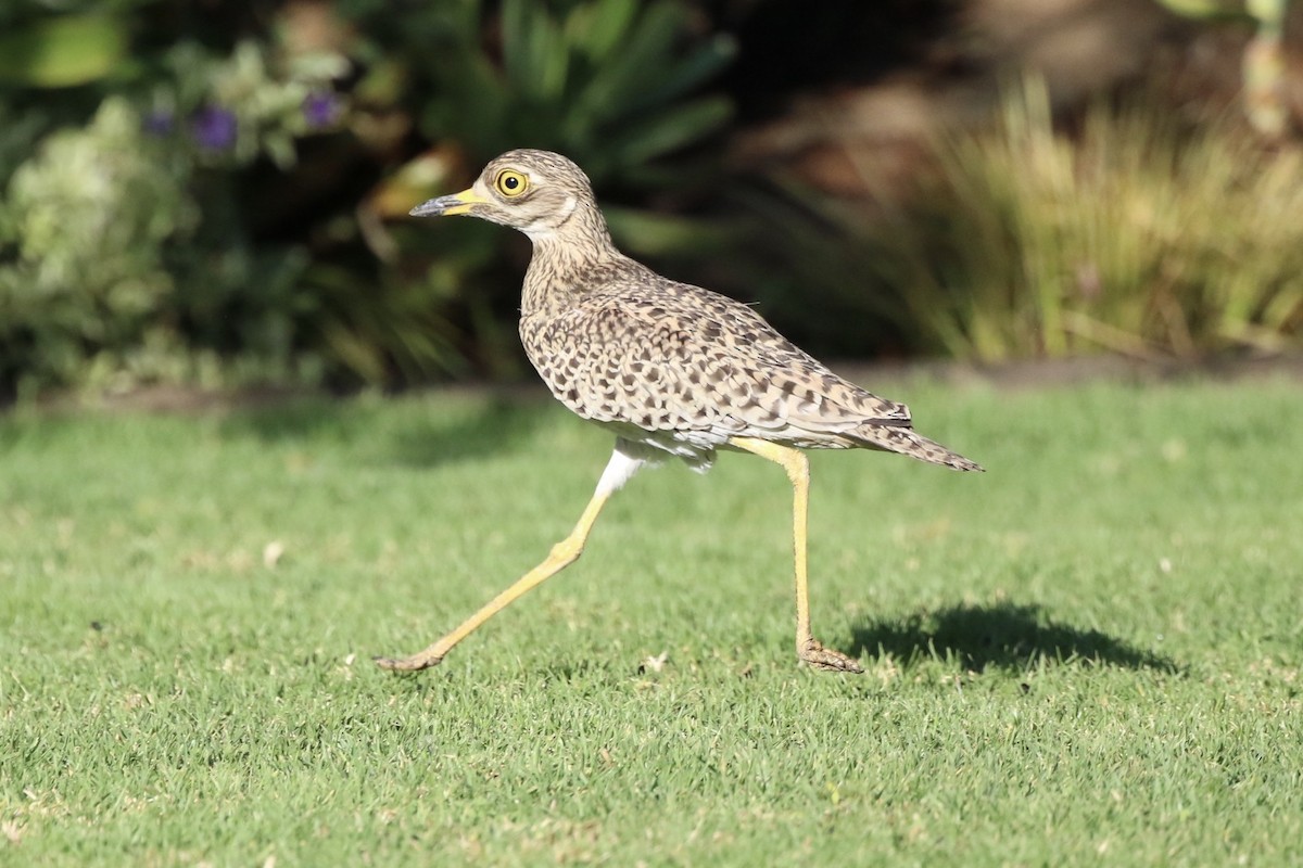 Spotted Thick-knee - Lisa Carol Wolf