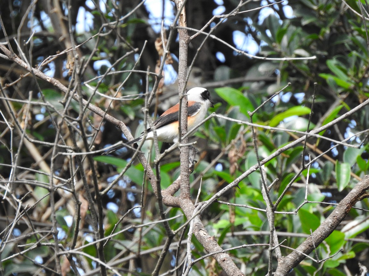 Bay-backed Shrike - Srinath TG