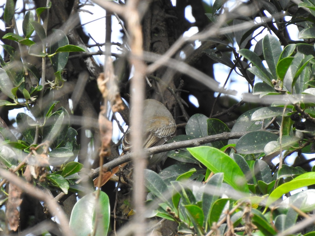 Bay-backed Shrike - Srinath TG