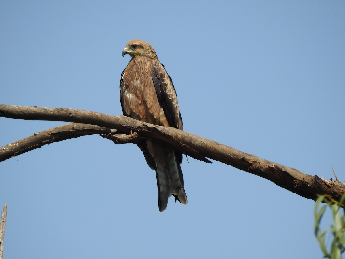 Black Kite - Srinath TG