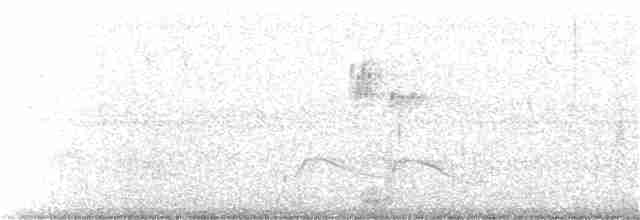 amerikasivhøne (galeata gr.) - ML180519261