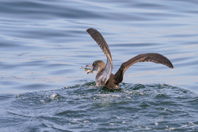 Bird with fish. - Pink-footed Shearwater - 
