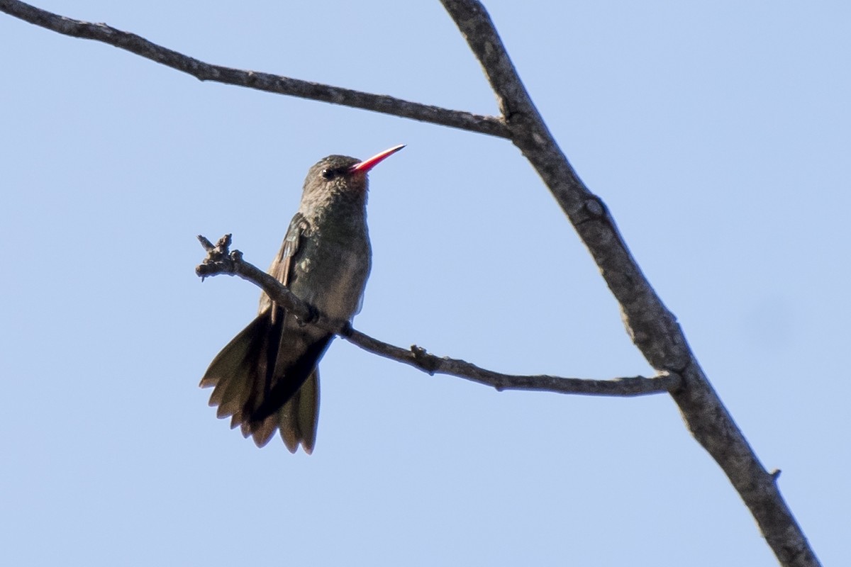Gilded Hummingbird - ML180523751