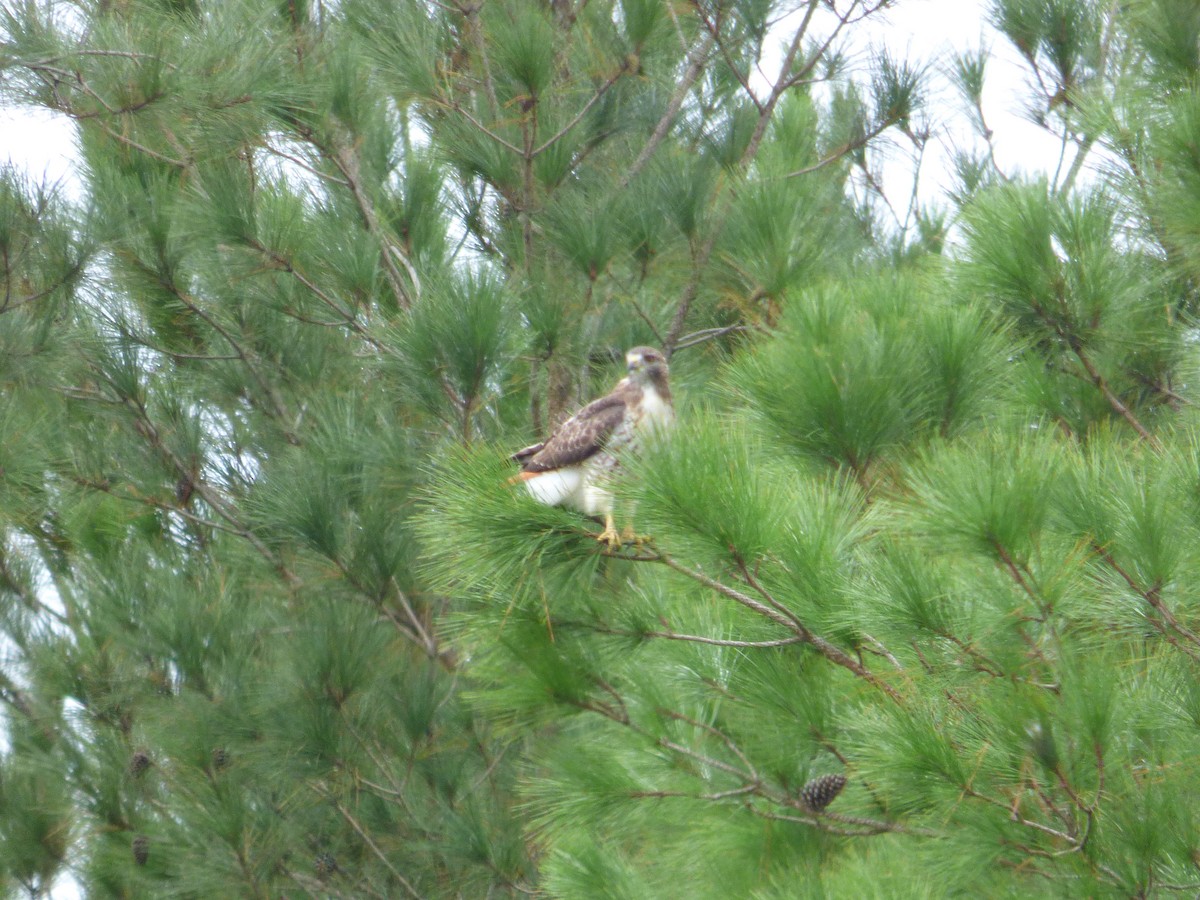 Red-tailed Hawk - ML180524281