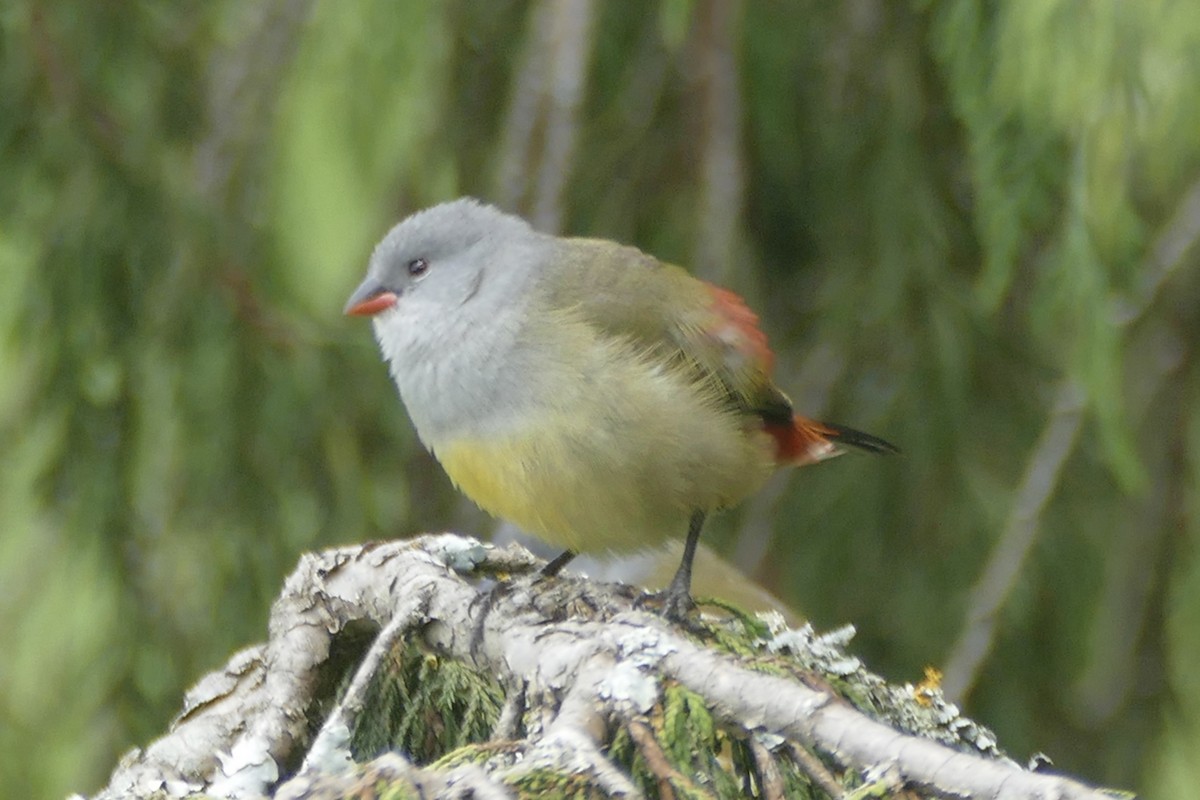 Fawn-breasted Waxbill (Abyssinian) - Peter Kaestner