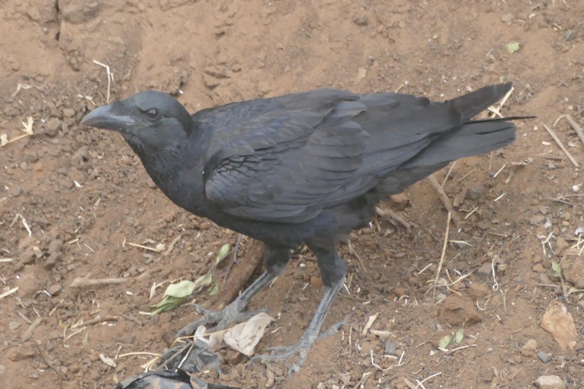 Fan-tailed Raven - Peter Kaestner
