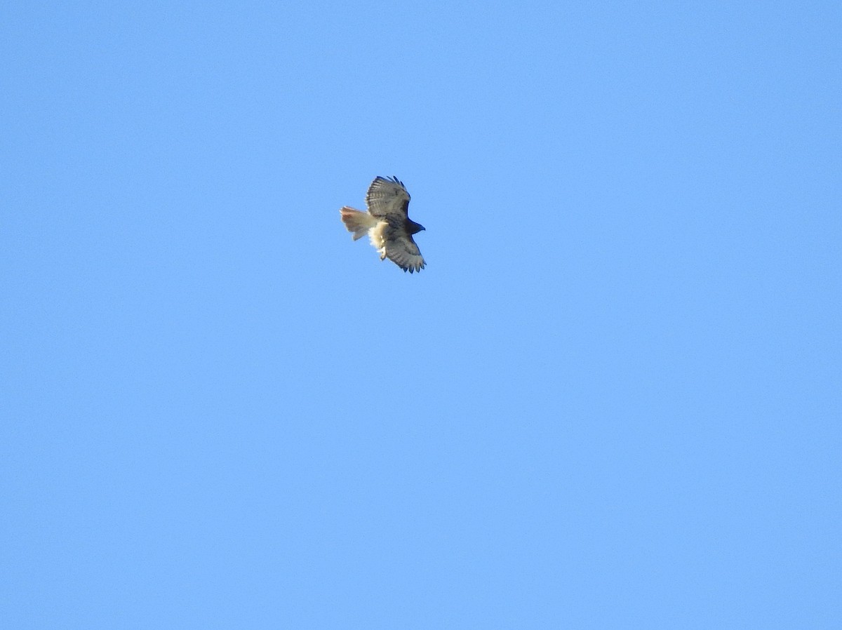 Red-tailed Hawk - ML180532711