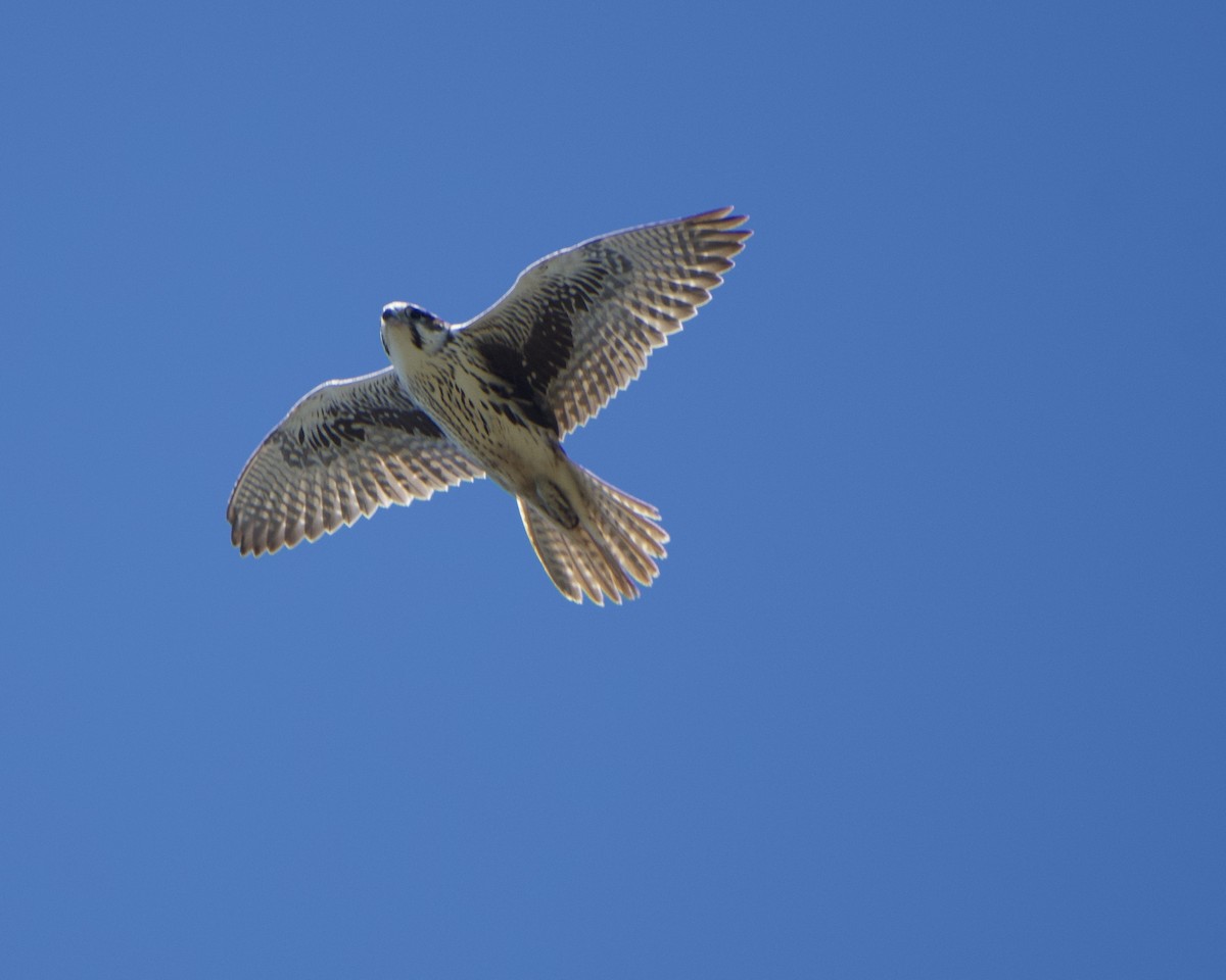 Prairie Falcon - Tuck Russell
