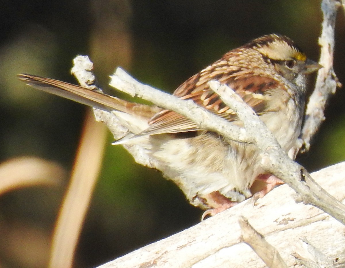 White-throated Sparrow - alan murray