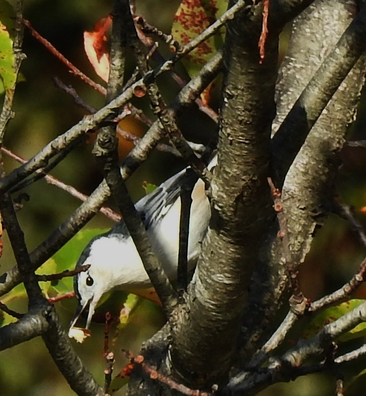 White-breasted Nuthatch - ML180535001
