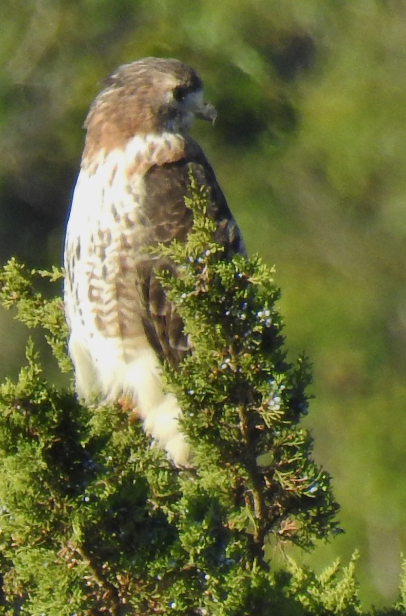 Red-tailed Hawk - ML180535271