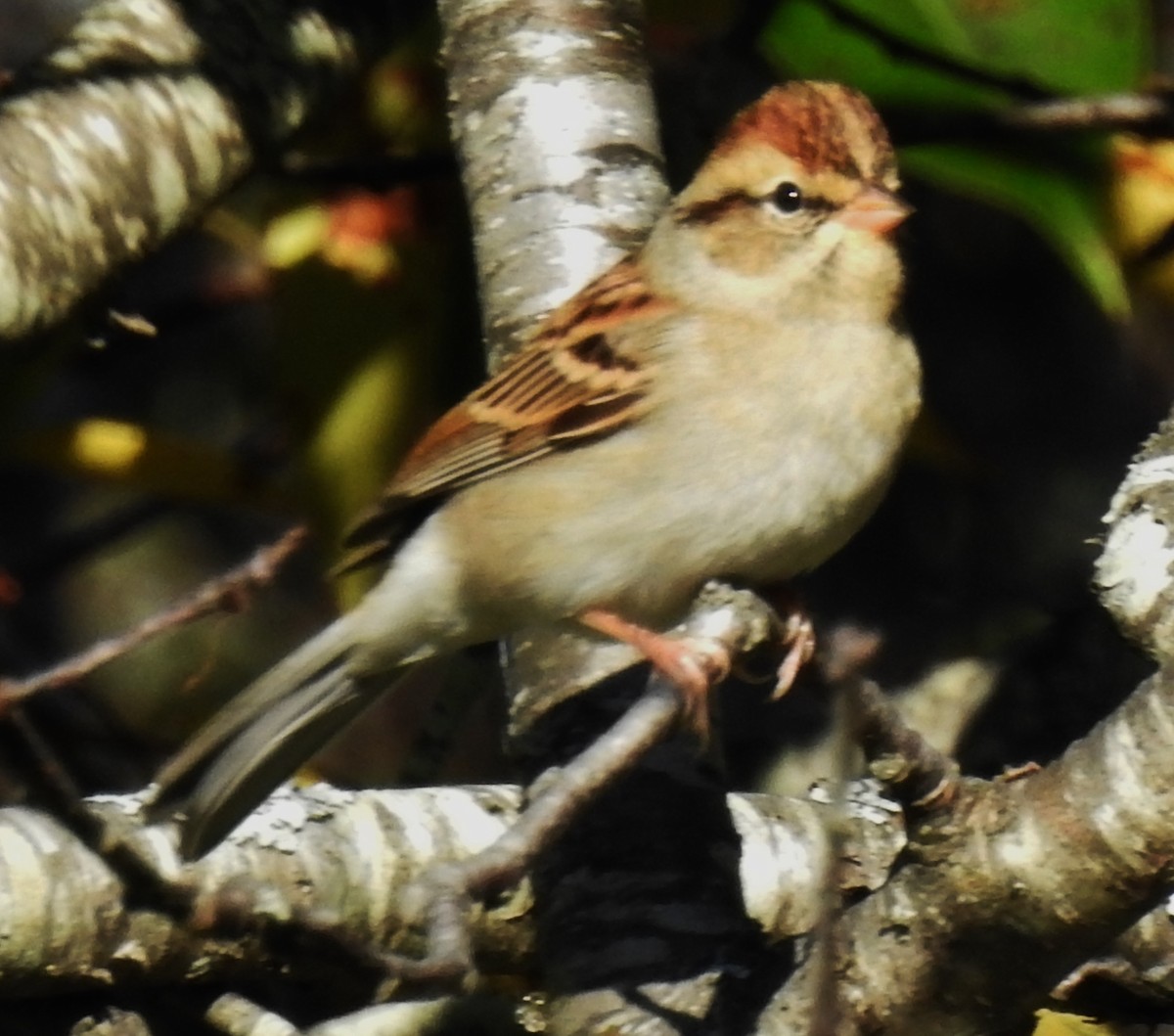 Chipping Sparrow - ML180535941