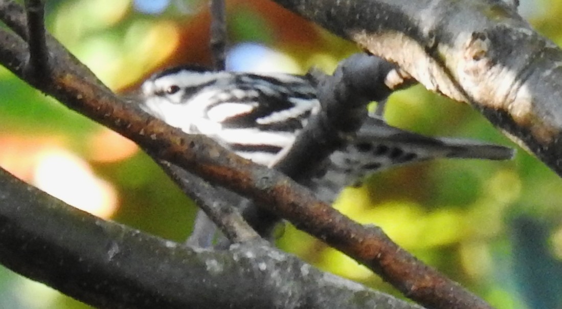 Black-and-white Warbler - ML180536201