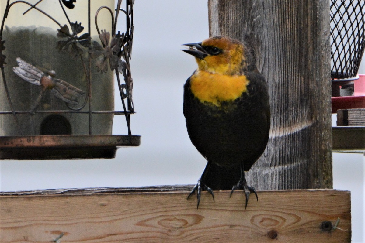 Yellow-headed Blackbird - ML180543821